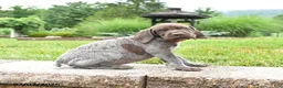 German Shorthaired Pointer dogs for sale: Hope - Ad 3