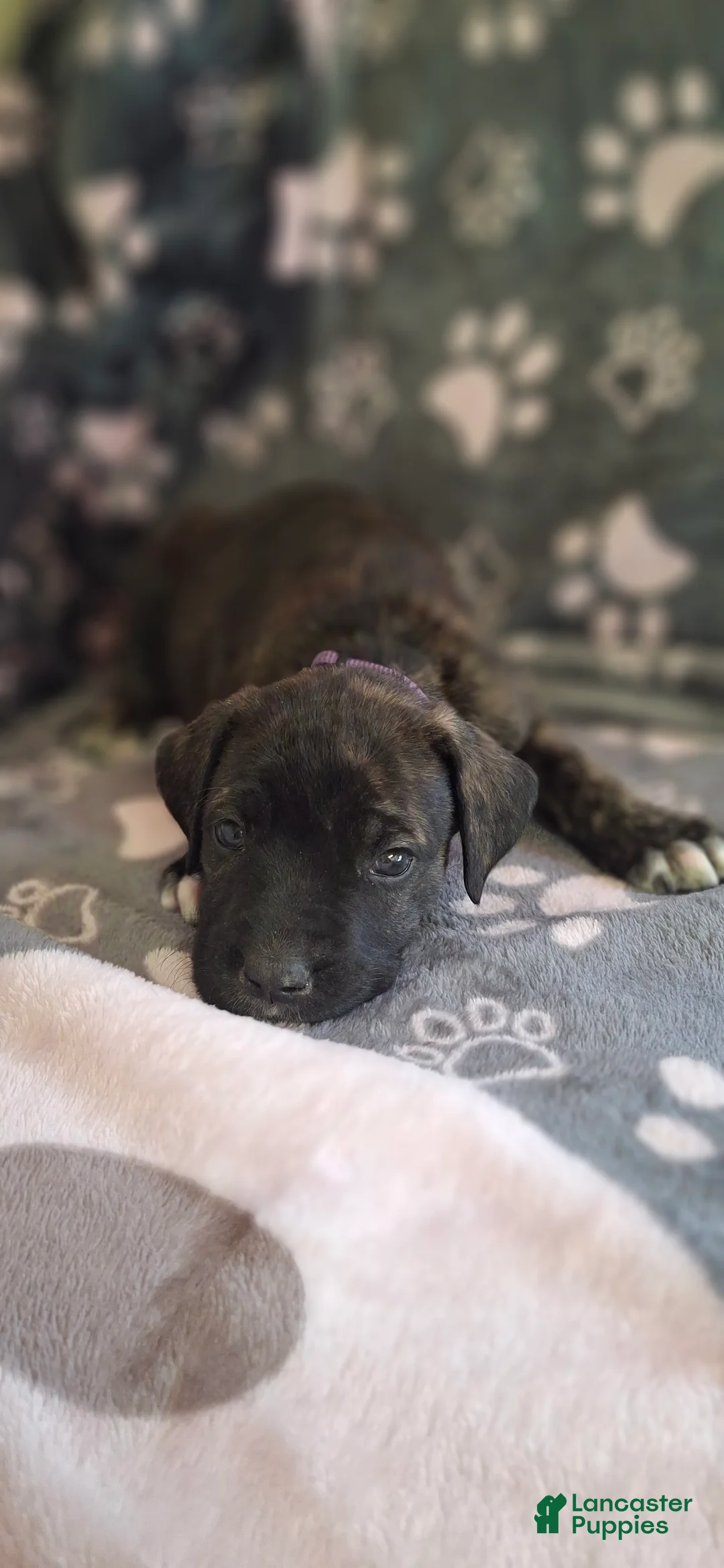 English Mastiff dogs for sale: Willow, Brindle English Mastiff Puppy - Ad 2