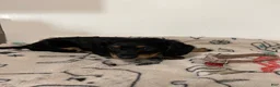 Miniature Dachshund dogs for sale:  Millie - Ad 5