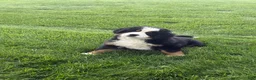 Bernese Mountain Dog dogs for sale: Tulip - Ad 11