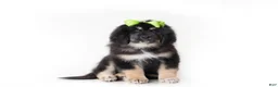 Tibetan Mastiff dogs for sale: Tibetan Mastiff Puppy | Green Girl - Ad 1