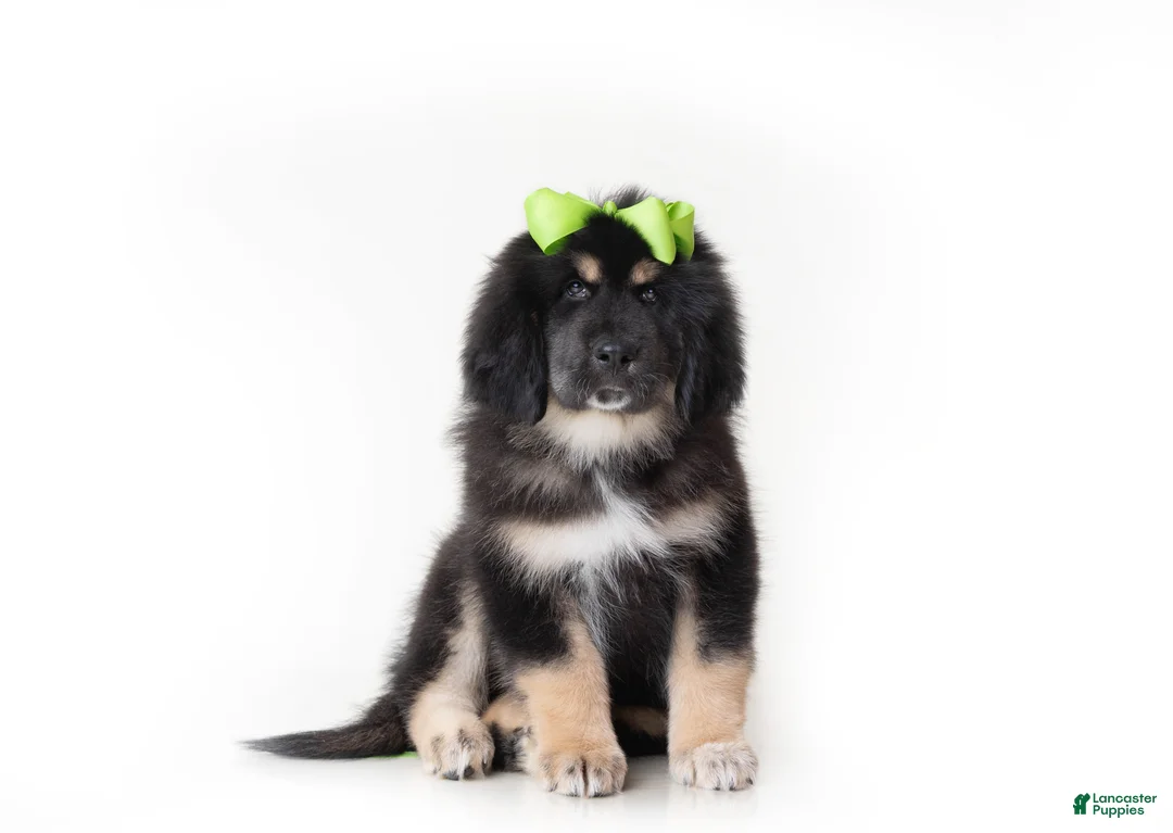 Tibetan Mastiff dogs for sale: Tibetan Mastiff Puppy | Green Girl - Ad 1