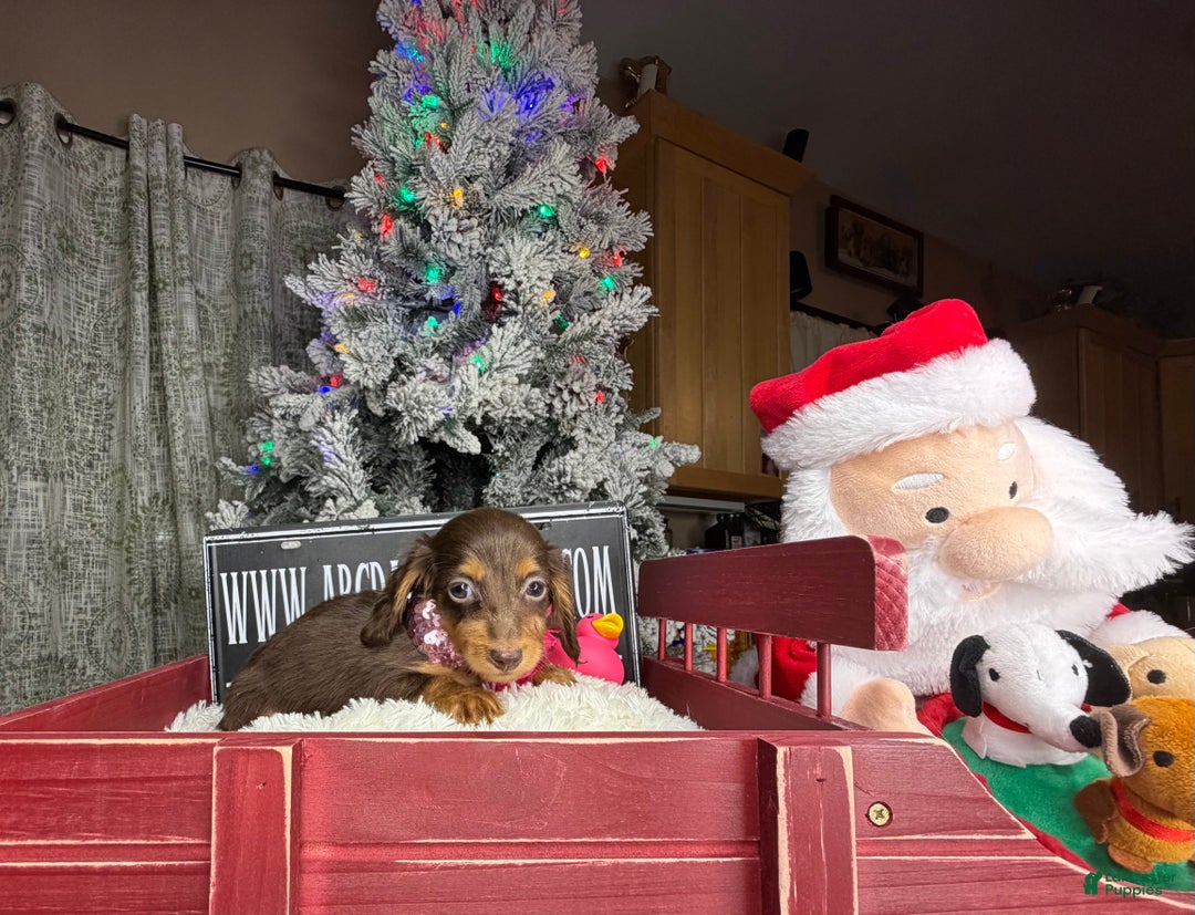 Miniature Dachshund dogs for sale: AKC Russian  - Ad 4