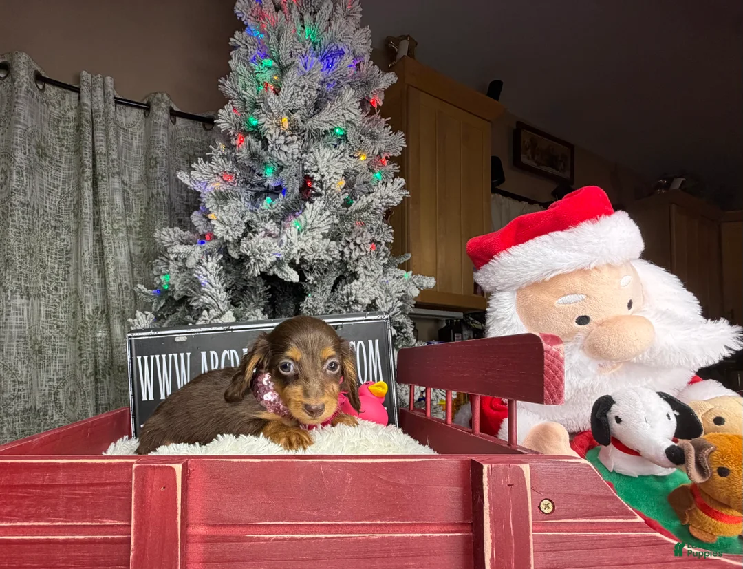 Miniature Dachshund dogs for sale: AKC Russian pra clear - Ad 57