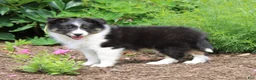 Shetland Sheepdog dogs for sale: Blake Shetland Sheepdog Puppy  - Ad 3