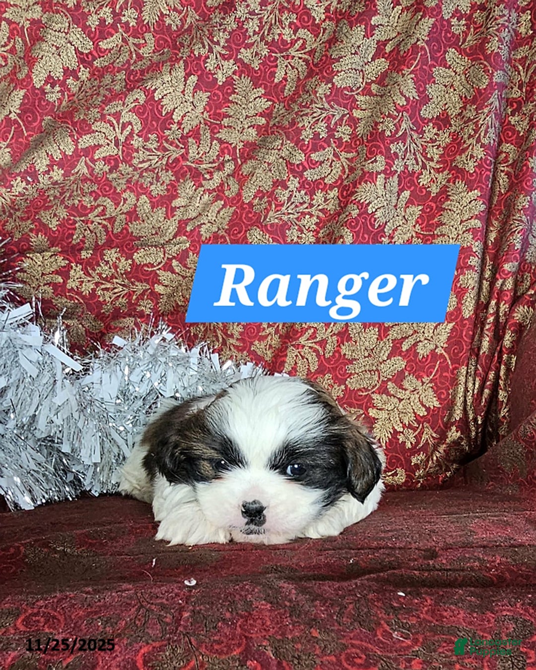 Mixed Breed dogs for sale: Ranger - Ad 2