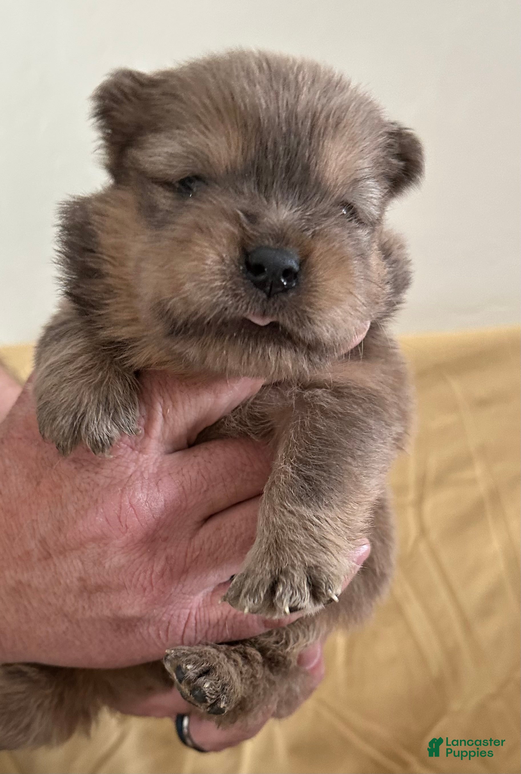 Chow Chow dogs Peanut  - Ad 3