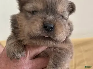 Chow Chow dogs Peanut - Ad 3