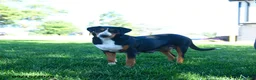 Greater Swiss Mountain Dog dogs for sale: Wiley - Ad 4