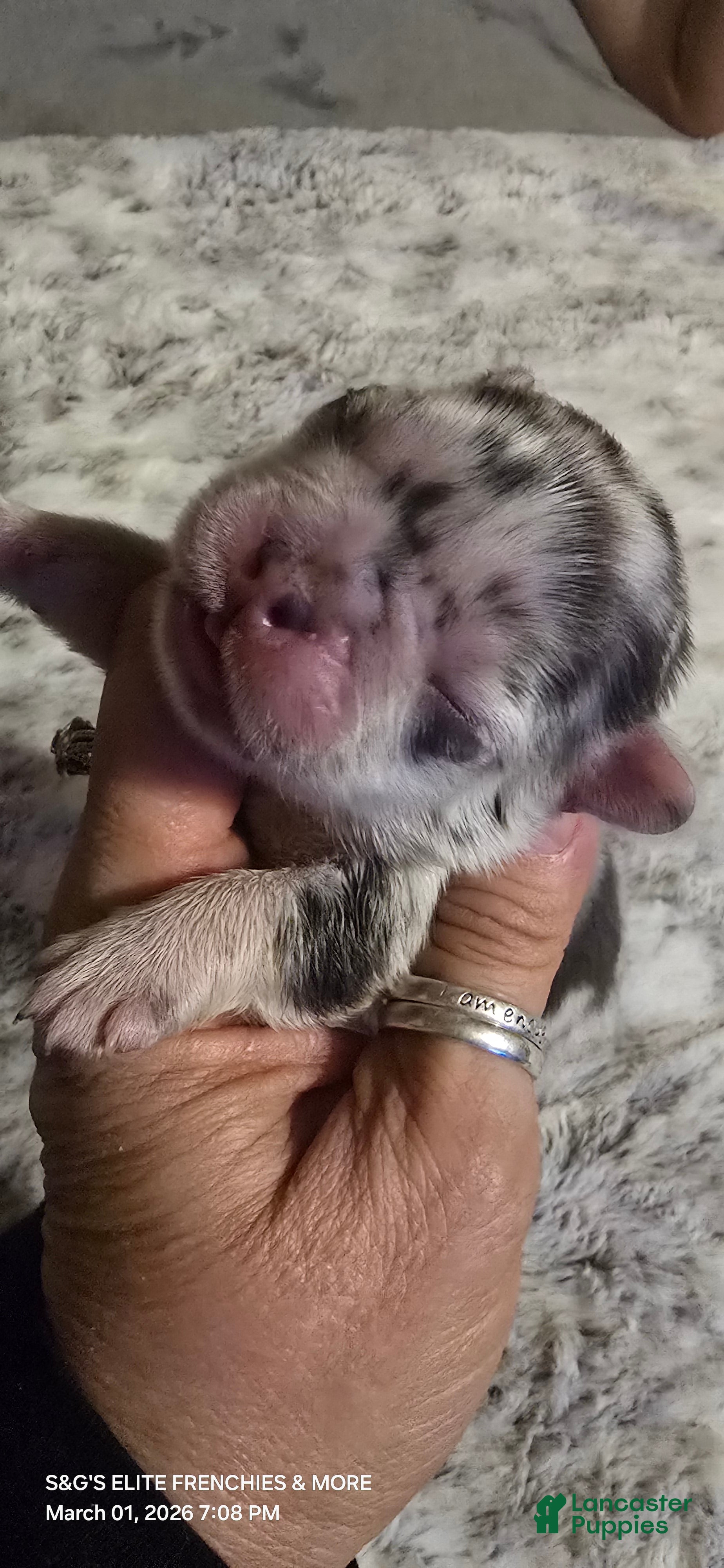 French Bulldog dogs French Bulldog Puppy 2 - Ad 1