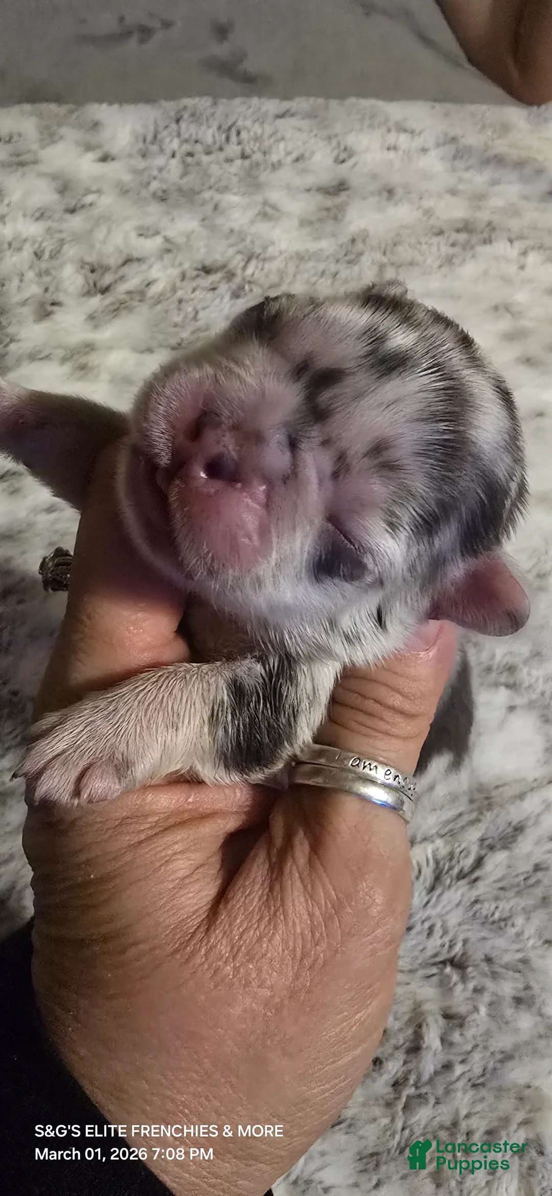 French Bulldog dogs for sale: French Bulldog Puppy 2 - Ad 1