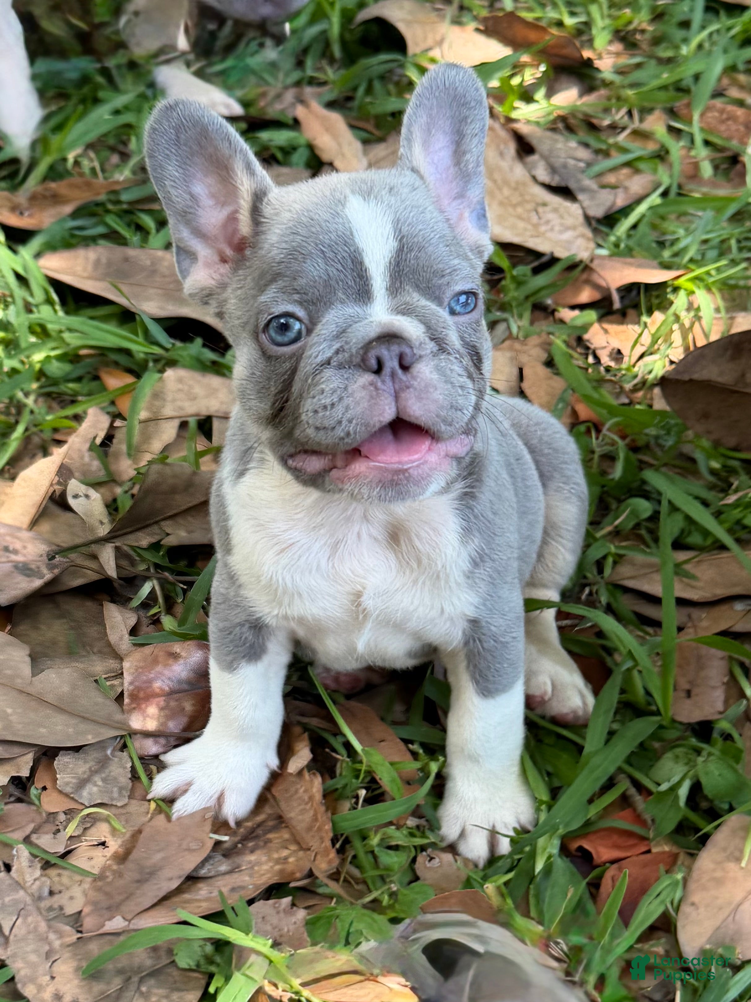 French Bulldog dogs for sale: French Bulldog Puppy 1 - Ad 1
