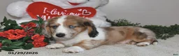 Miniature Dachshund dogs for sale: Gordan - Ad 2