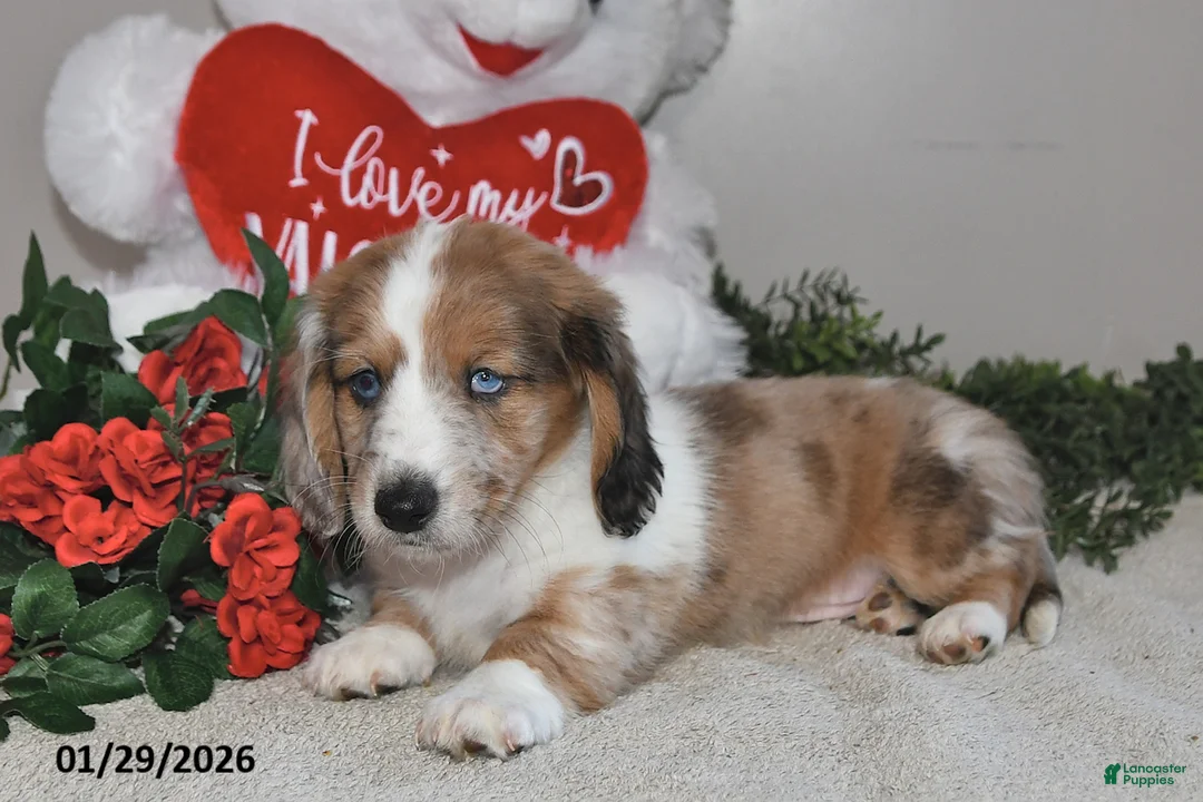 Miniature Dachshund dogs for sale: Gordan - Ad 2