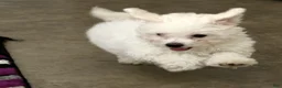 Bichon Frise dogs for sale: Finn - Ad 2