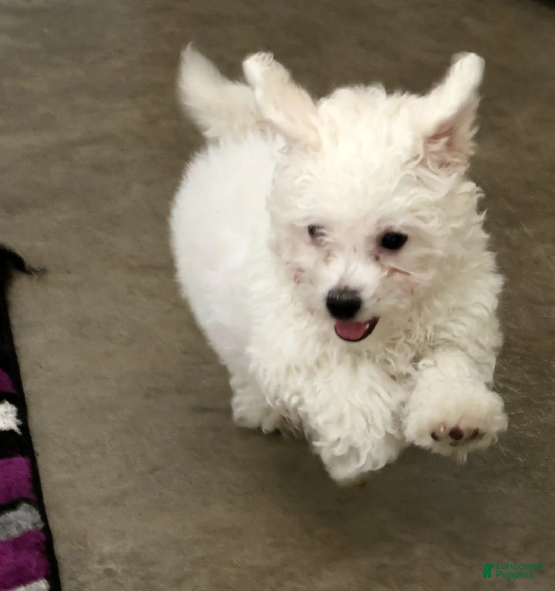Bichon Frise dogs for sale: Finn - Ad 2