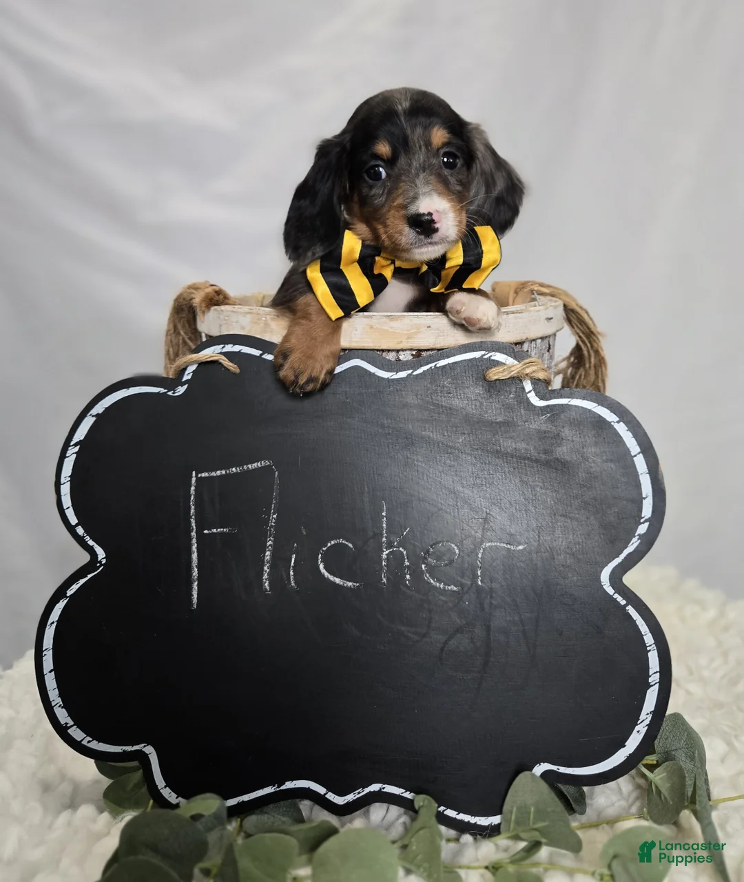 Miniature Dachshund dogs for sale: Flicker - Ad 4