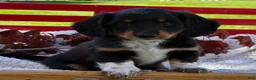 Miniature Dachshund dogs for sale: Baxter - Ad 2