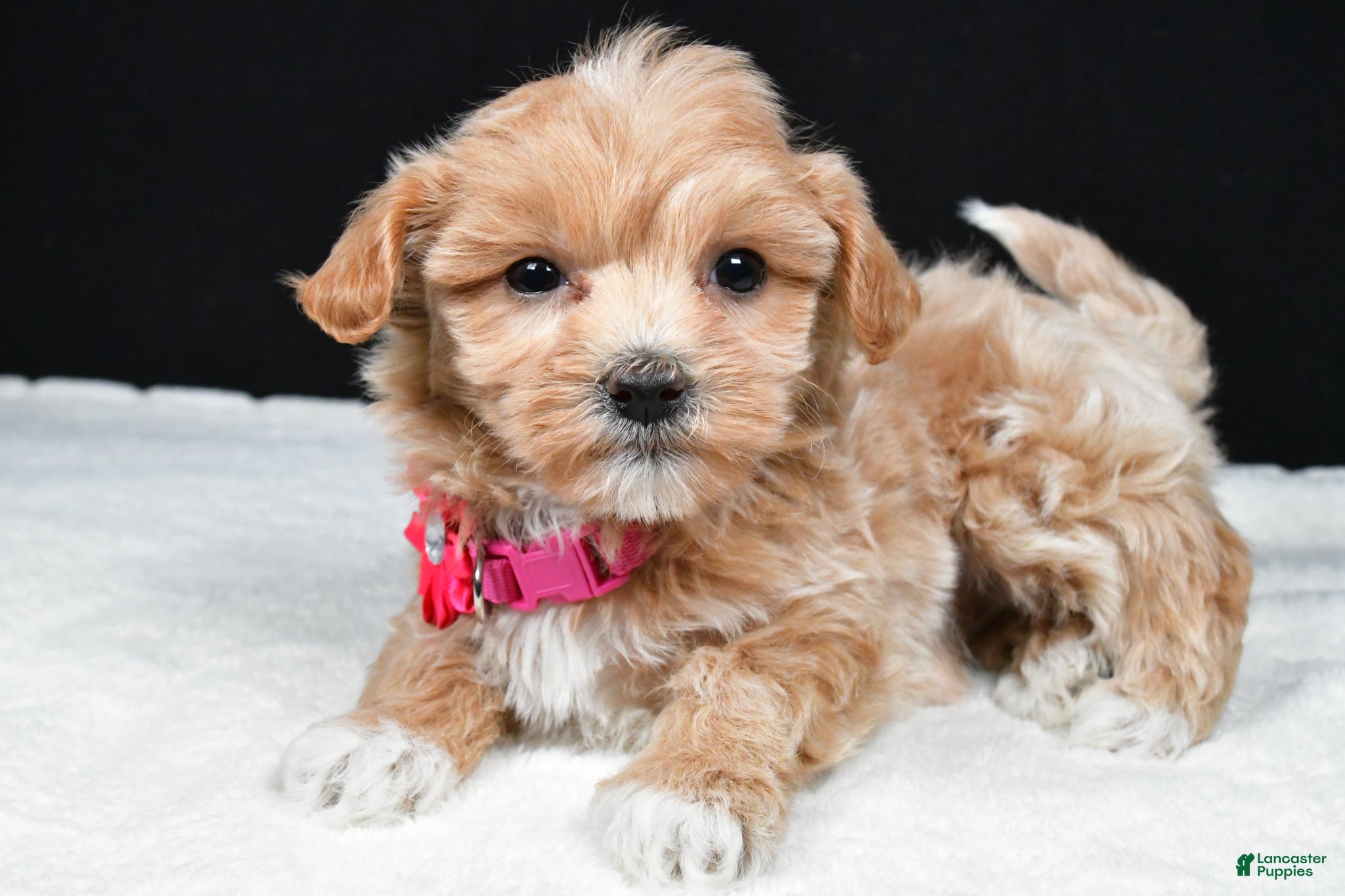 Maltipoo dogs Annie - Ad 1