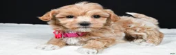 Maltipoo dogs for sale: Annie - Ad 1