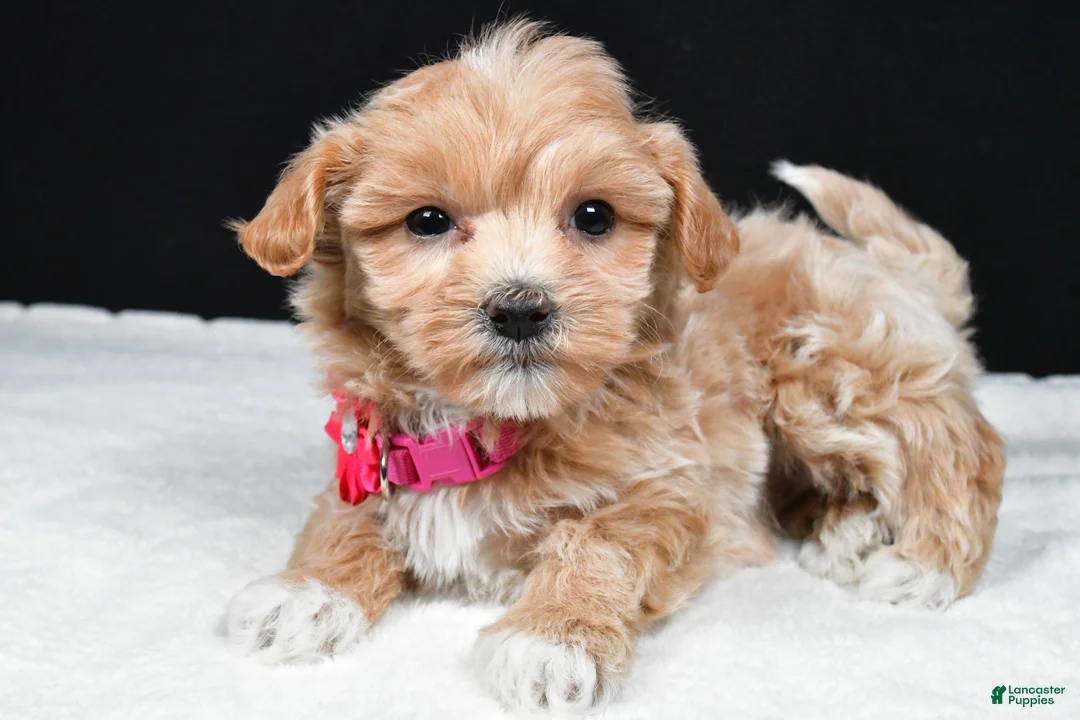 Maltipoo dogs for sale: Annie - Ad 1