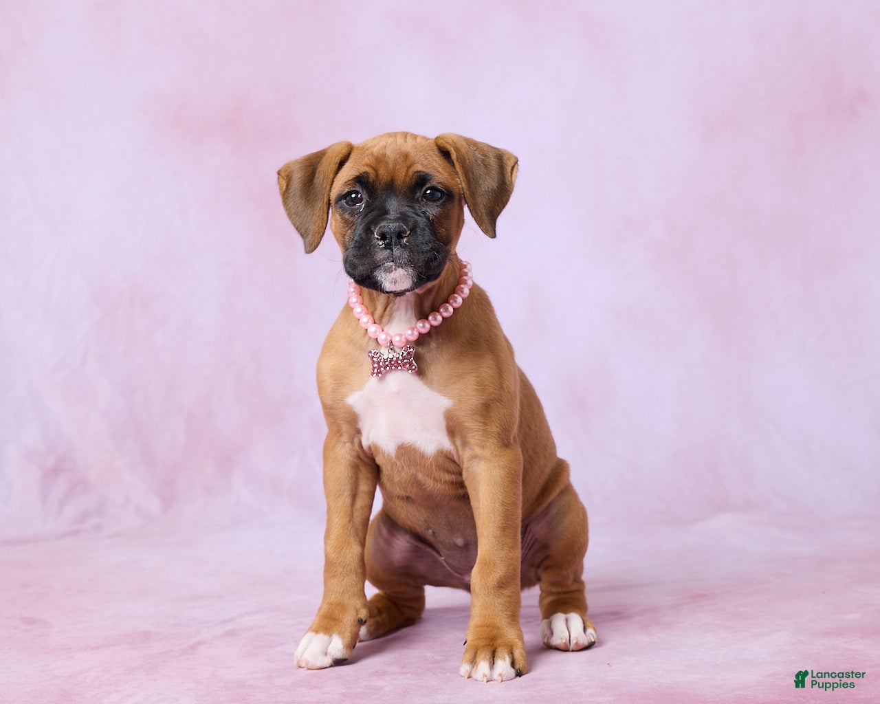 Boxer dogs Macy - Ad 1