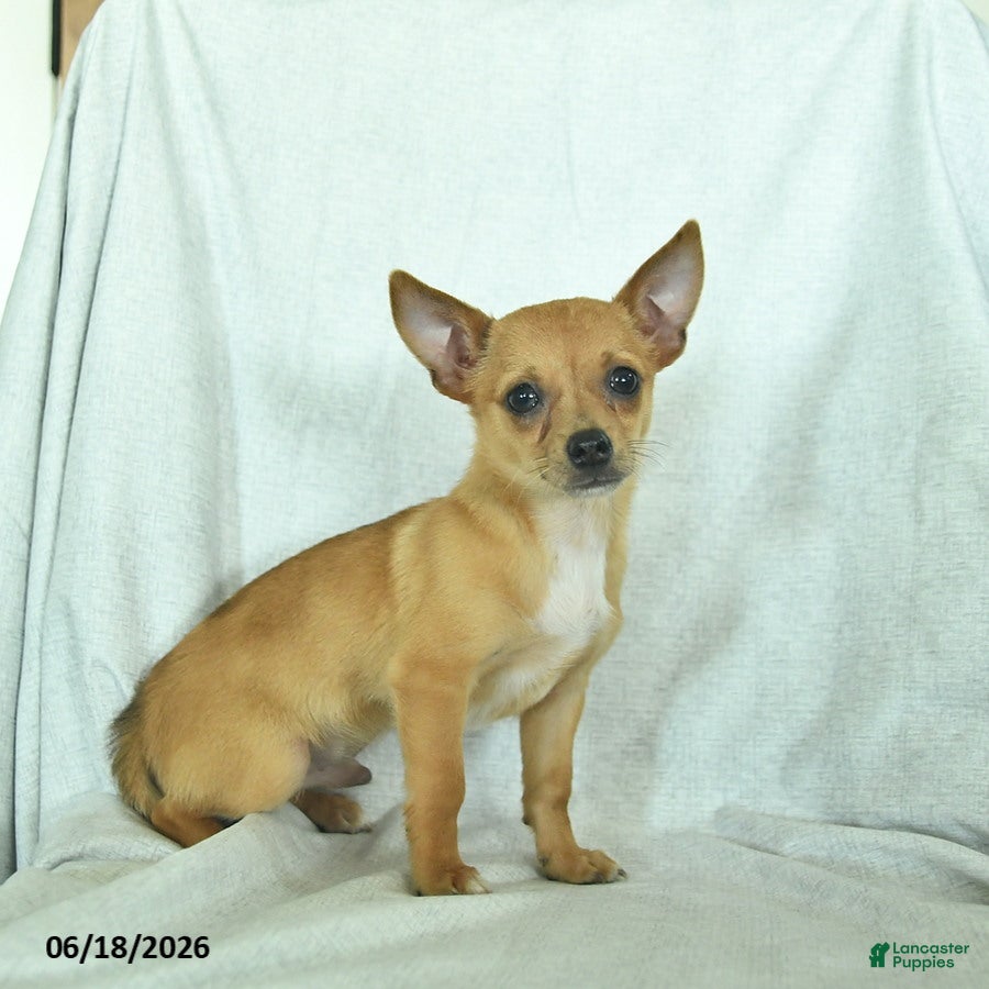 Chihuahua dogs Rusty - Ad 2