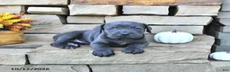 Cane Corso dogs for sale: Ozzy - Ad 4