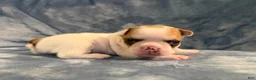 French Bulldog dogs for sale: French Bulldog 3 - Ad 2