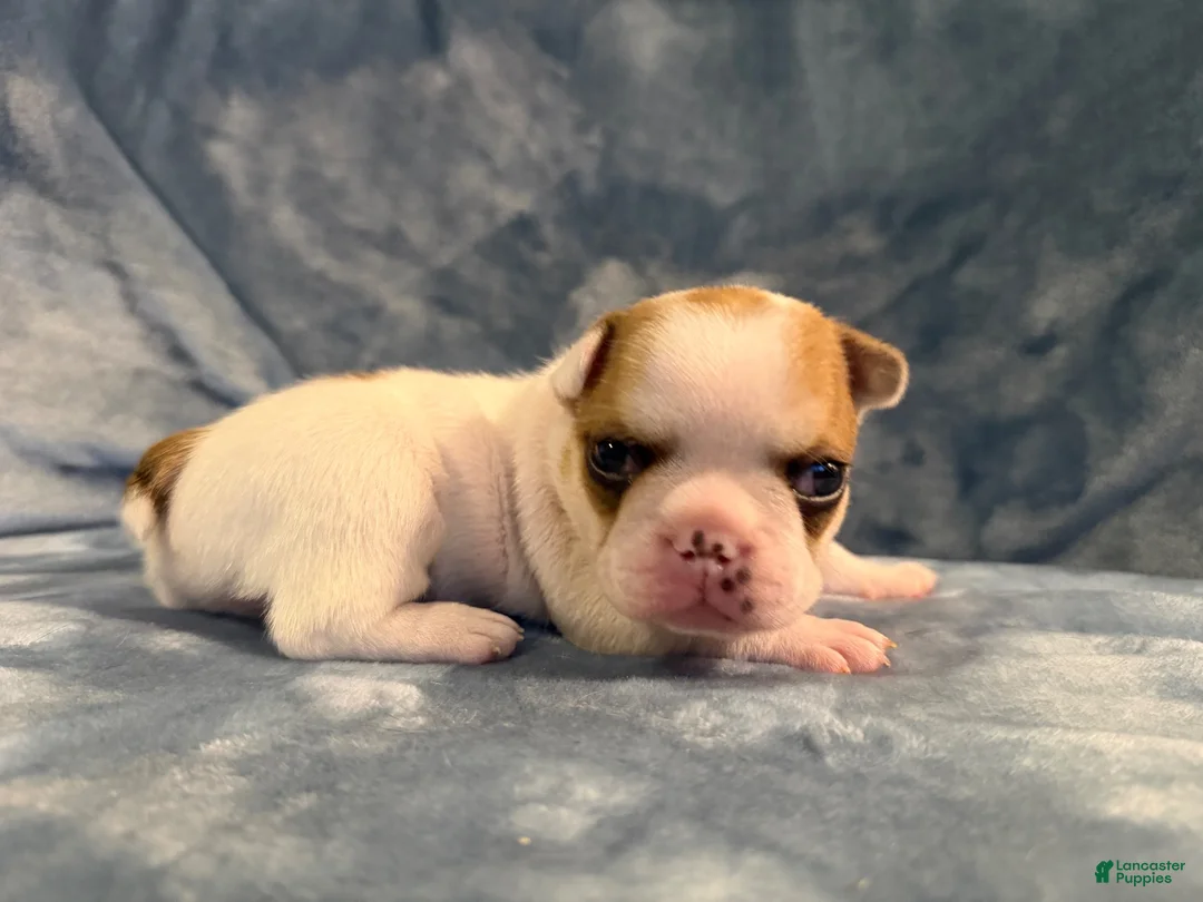 French Bulldog dogs for sale: French Bulldog 3 - Ad 2