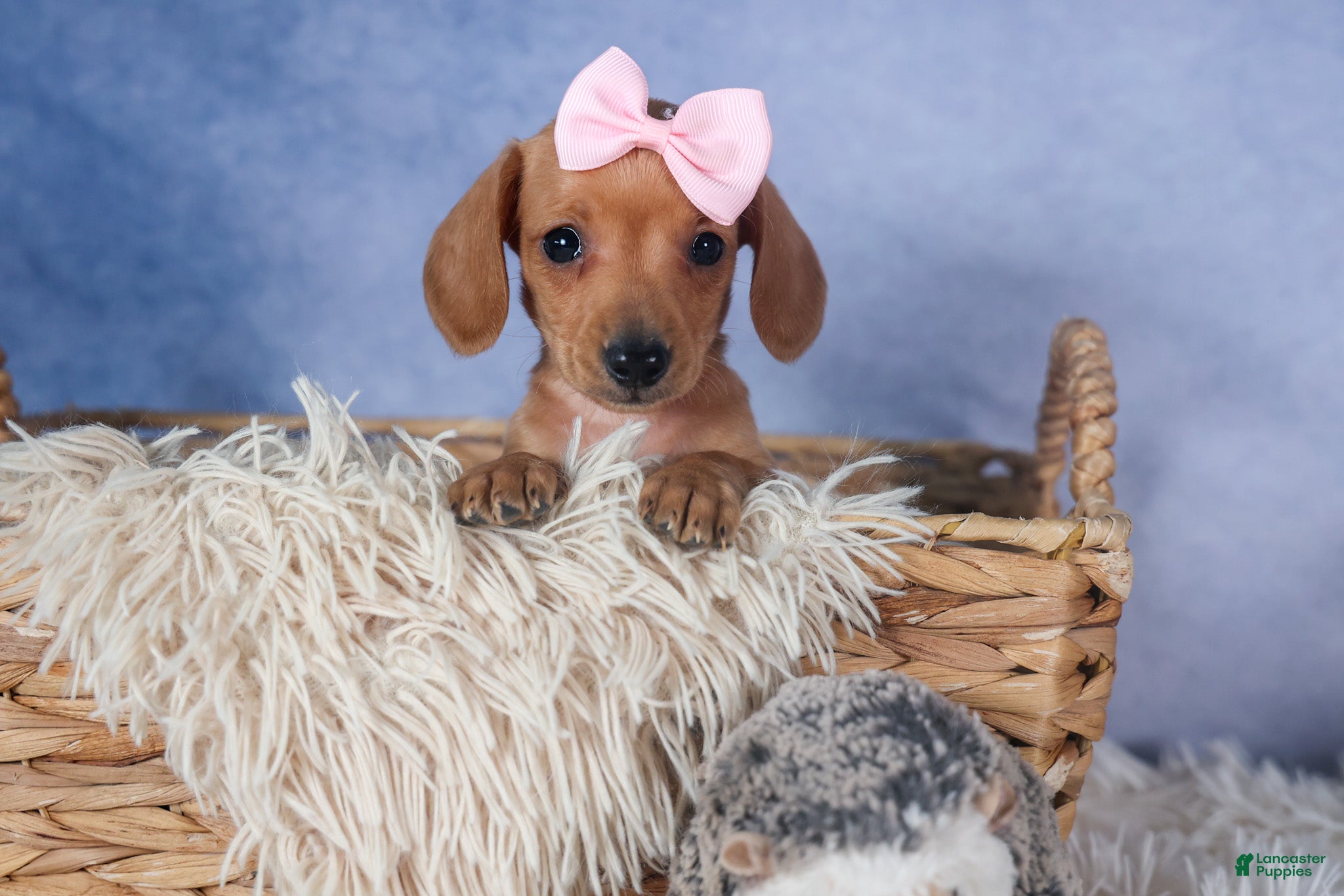 Dachshund dogs Quincy - Ad 2