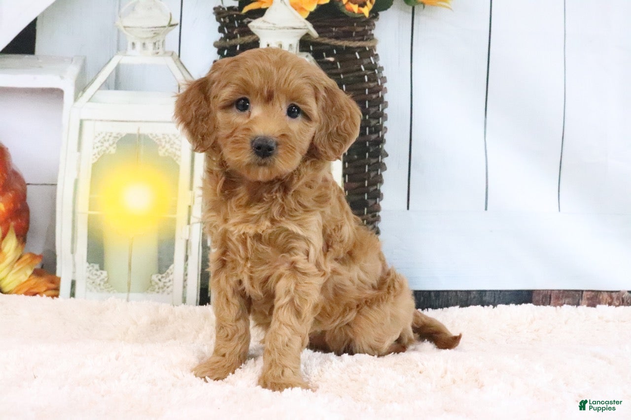 Mini Goldendoodle dogs Flo - Ad 2