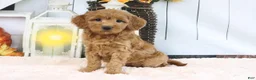 Mini Goldendoodle dogs for sale: Flo - Ad 2