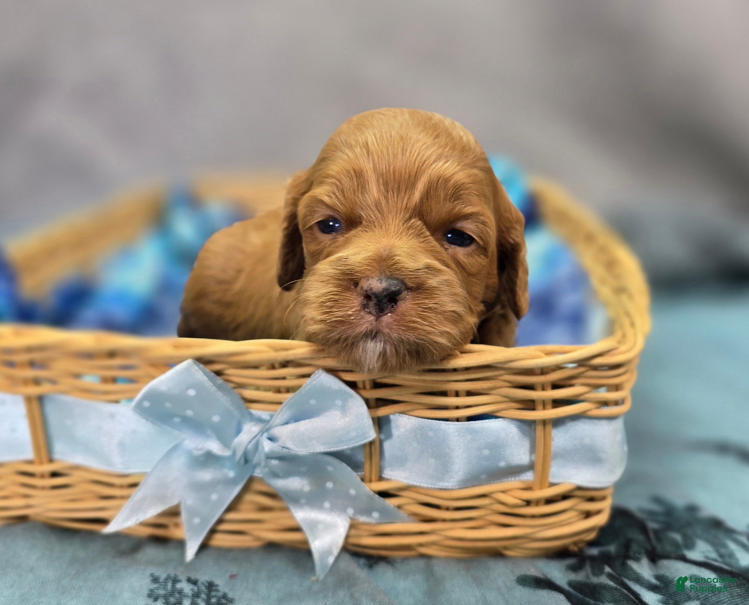 Cockapoo dogs Mr Bicklebaum - Ad 1