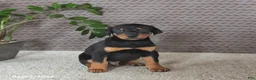 Doberman Pinscher dogs for sale: Monroe - Ad 5