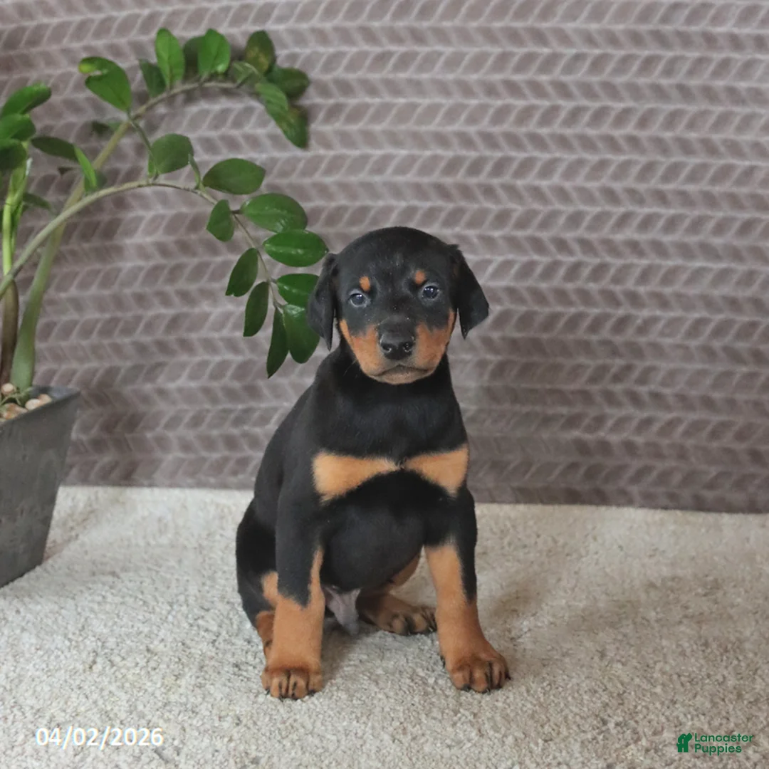 Doberman Pinscher dogs for sale: Monroe - Ad 5