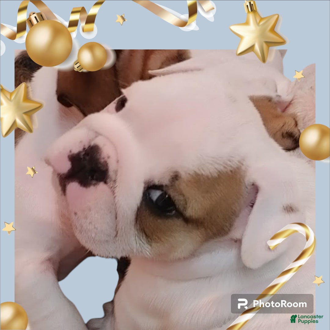 English Bulldog dogs for sale: Jamison - Ad 5