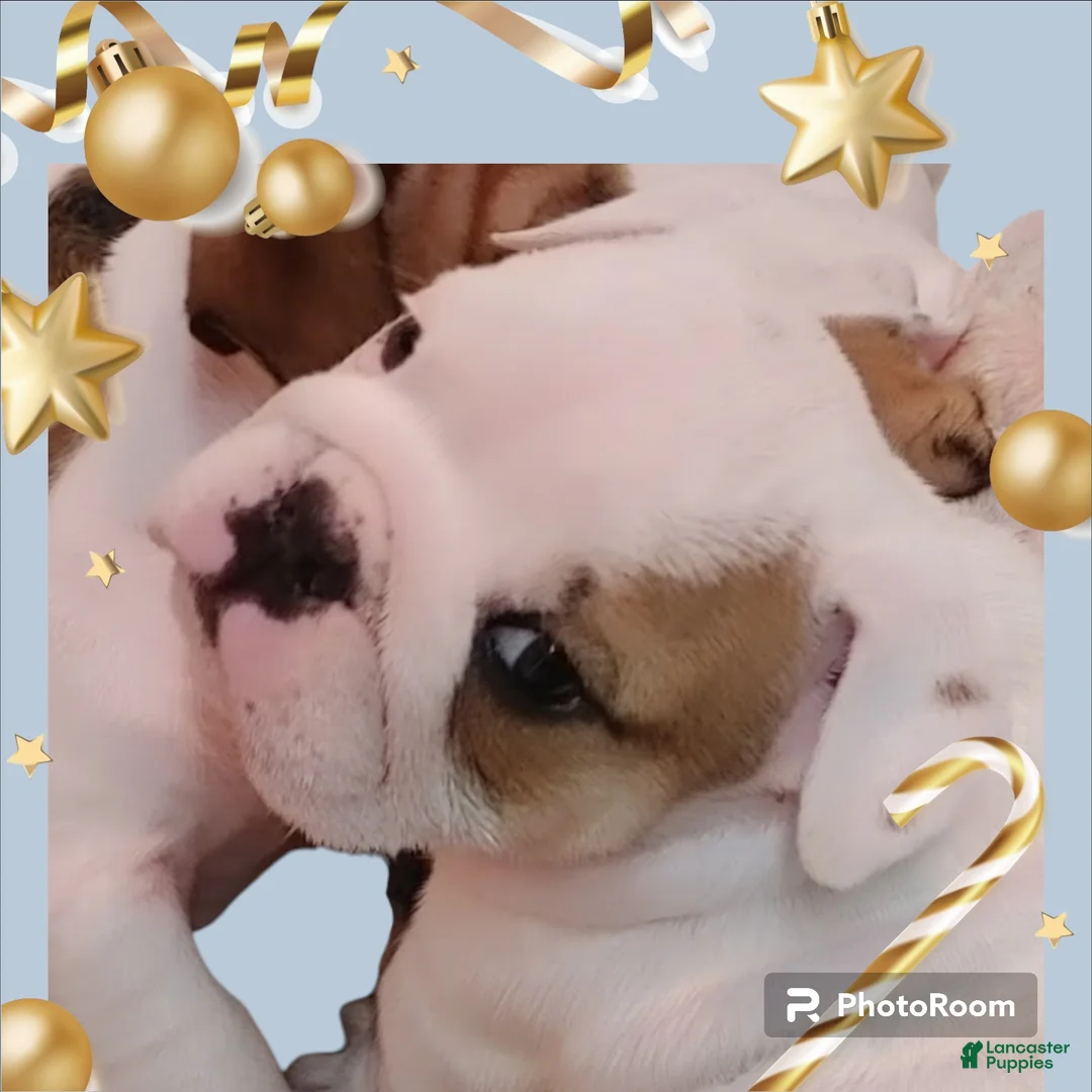 English Bulldog dogs for sale: Jamison - Ad 5