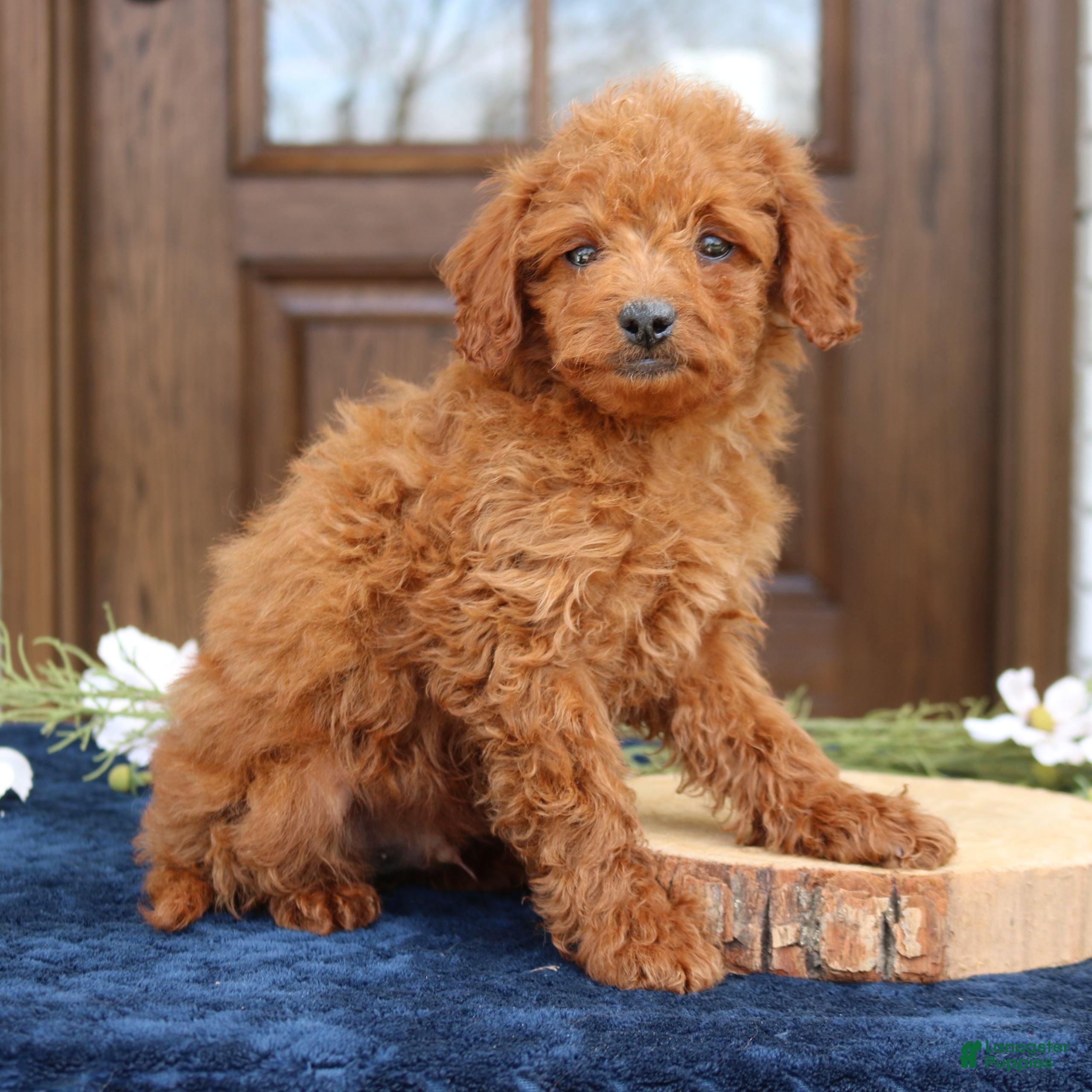 Mini Goldendoodle dogs George  - Ad 2