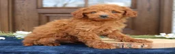 Mini Goldendoodle dogs for sale: George  - Ad 2
