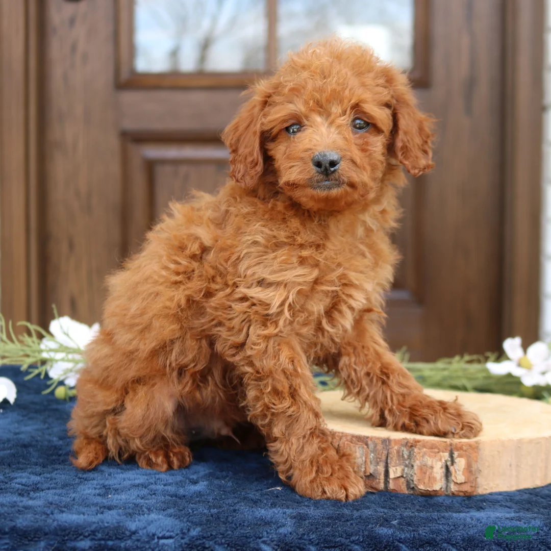 Mini Goldendoodle dogs for sale: George  - Ad 2