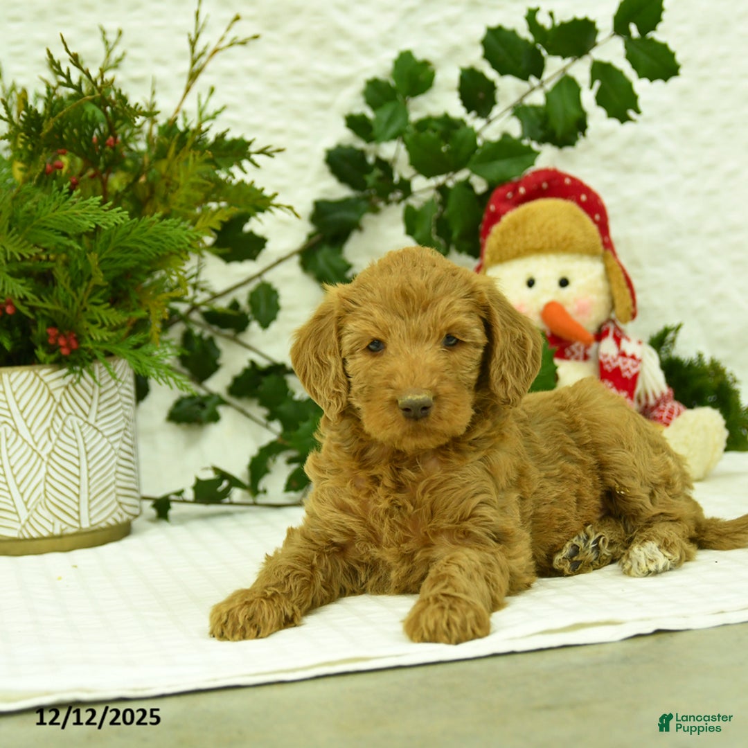 Goldendoodle dogs for sale: Elf - Ad 5
