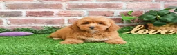 Mini Goldendoodle dogs for sale: Macaroni  - Ad 8