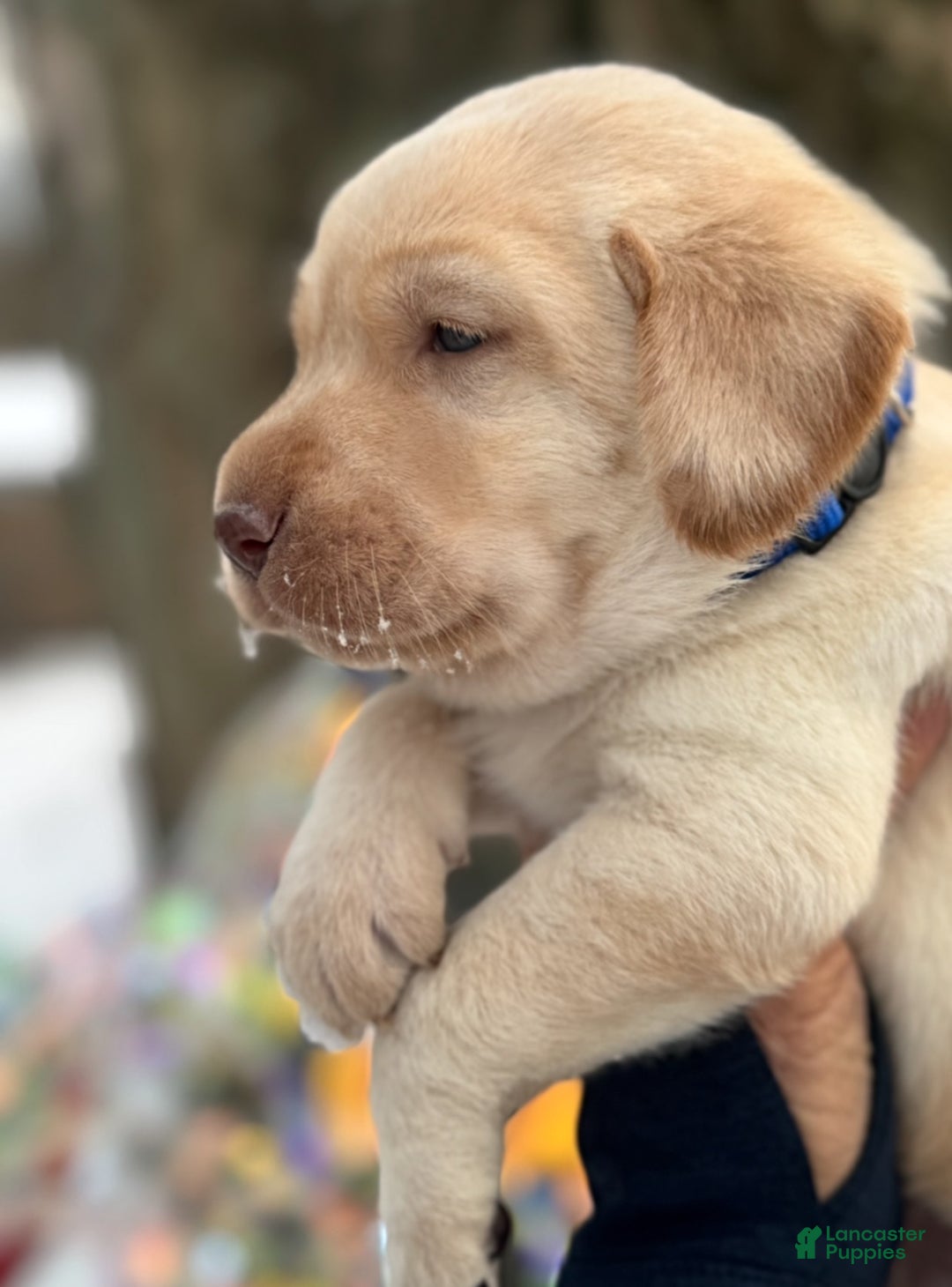 Labrador Retriever dogs for sale: Labrador Retriever Puppy 1 - Ad 17