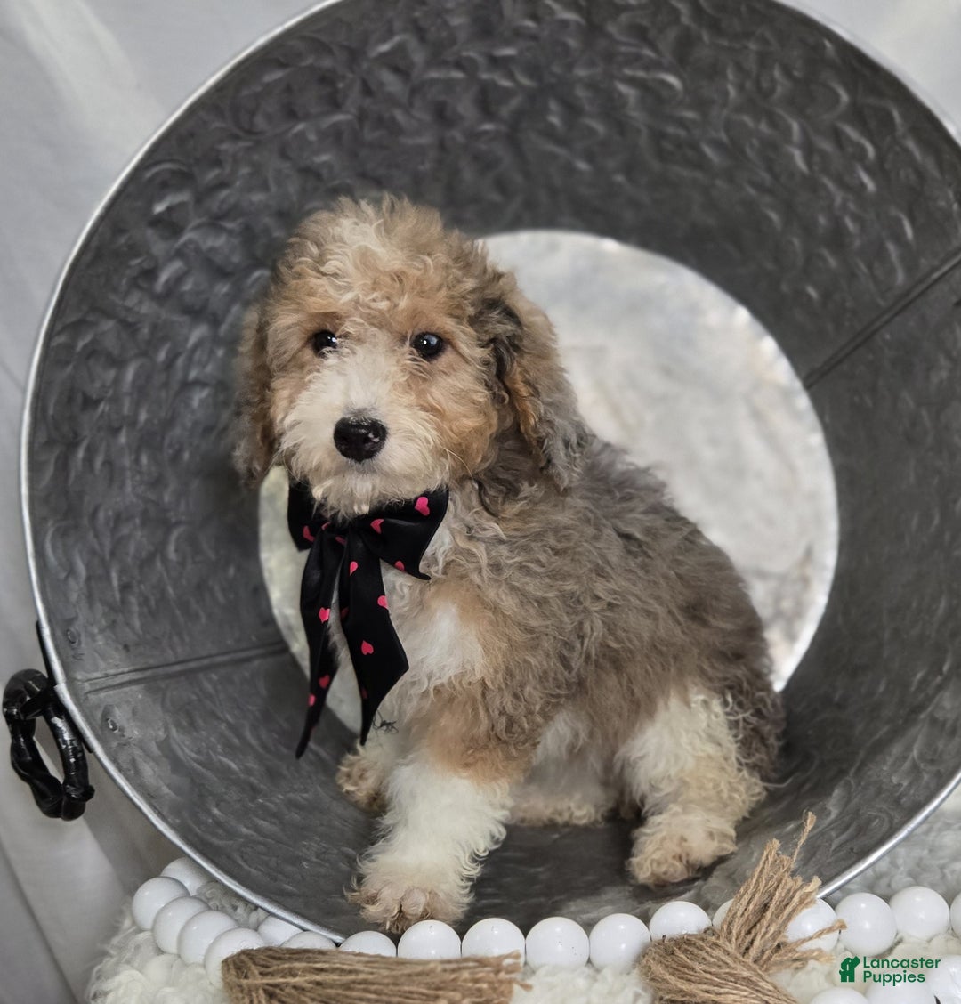 Mini Sheepadoodle dogs for sale: Jess - Ad 6