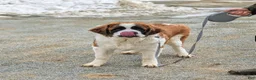 Saint Bernard dogs for sale: Parkinson - Ad 4