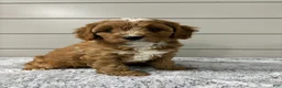 Cavapoo dogs for sale: Ivy - Ad 5