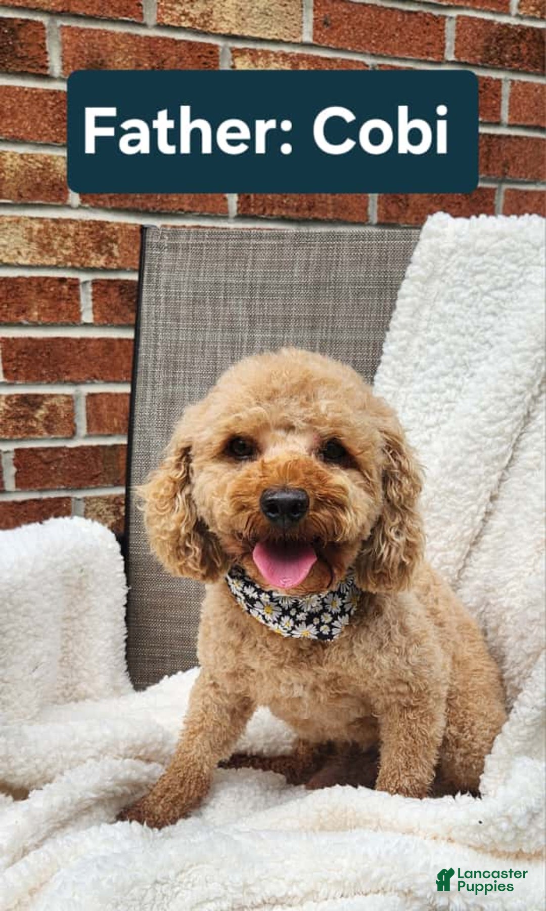 Mini Goldendoodle dogs for sale: JESSA - MINI GOLDENDOODLE LOVELY PUPPY (RICHLAND, PA) - F1BB - Ad 13