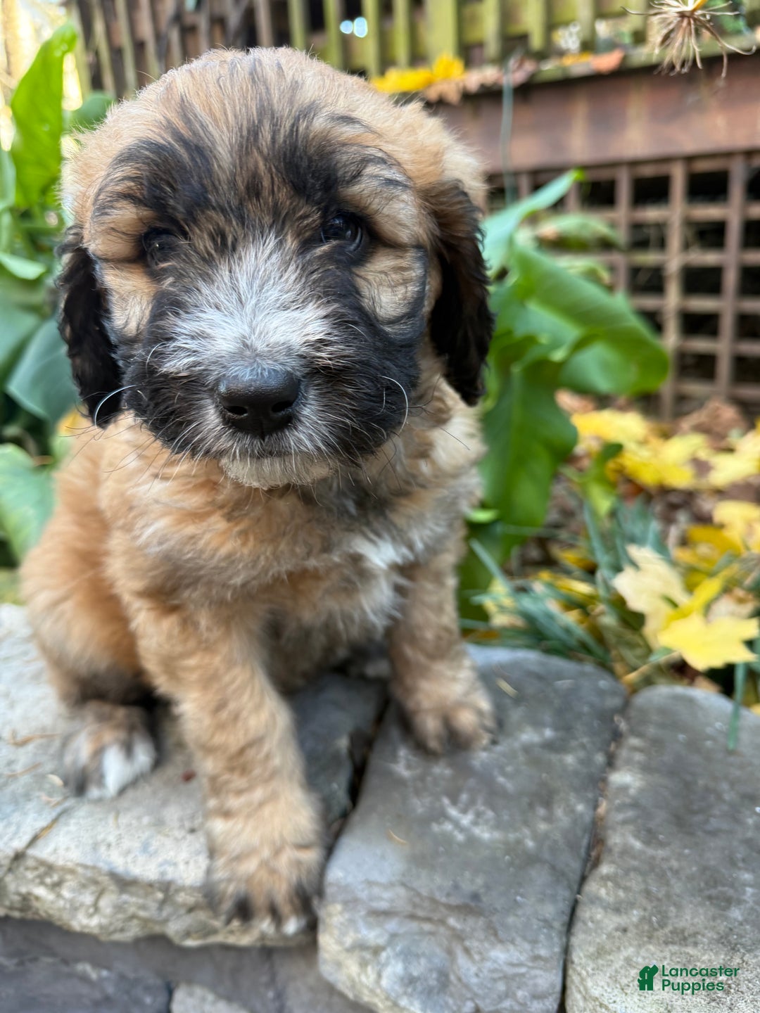 Mixed Breed dogs for sale: Opal - Ad 10