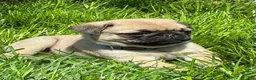 Pug dogs for sale: Toby - Ad 6